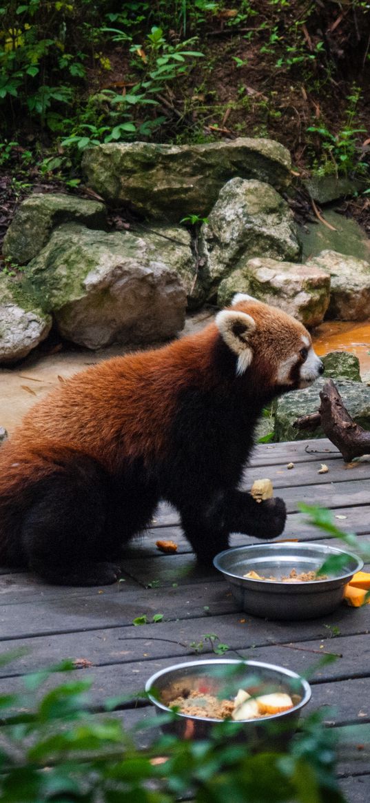 fire panda, zoo, food