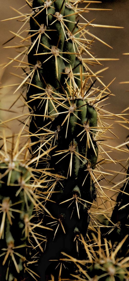 cactus, thorns, houseplant