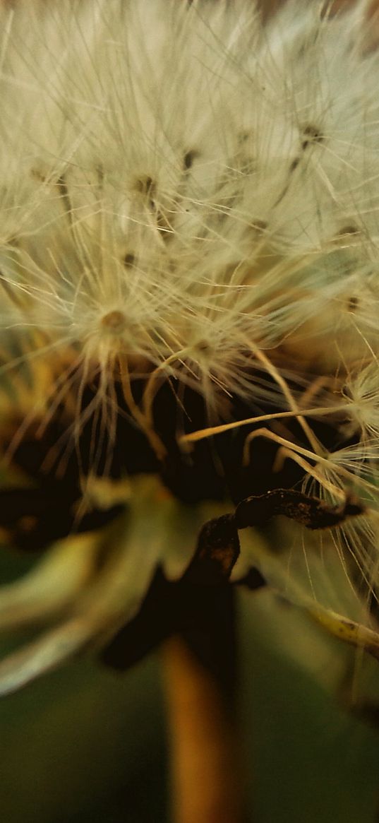 dandelion, down, closeup