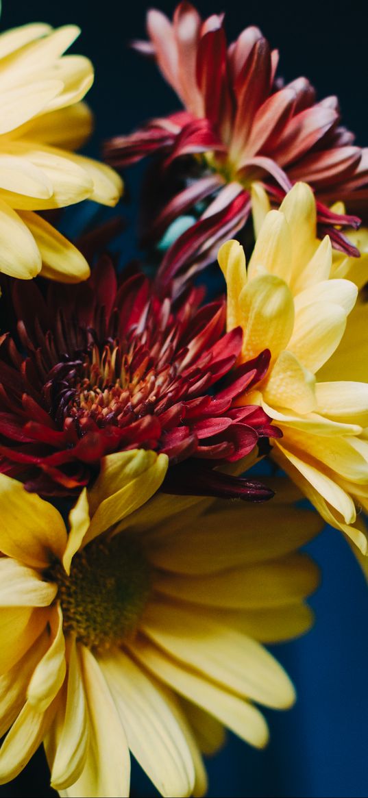 gerberas, bouquet, composition