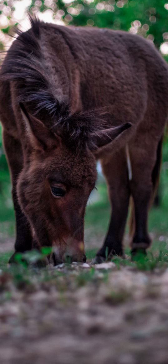 pony, horse, grass, food