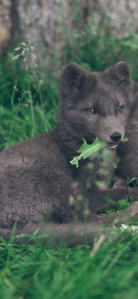 arctic fox, lies, grass