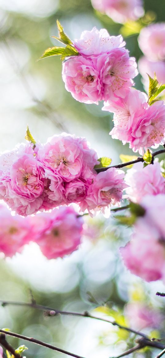 flowers, pink, branch, spring, flowering