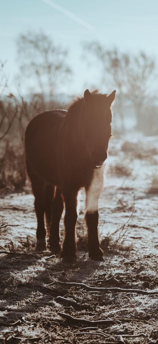 pony, horse, shadow, bushes