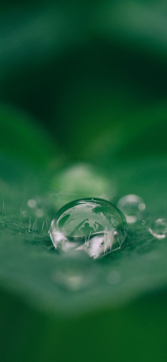 dew, leaf, drop, closeup