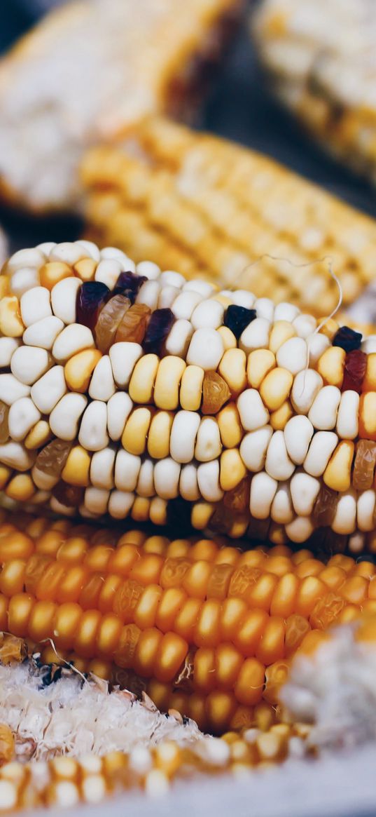 corn, cobs, vegetables