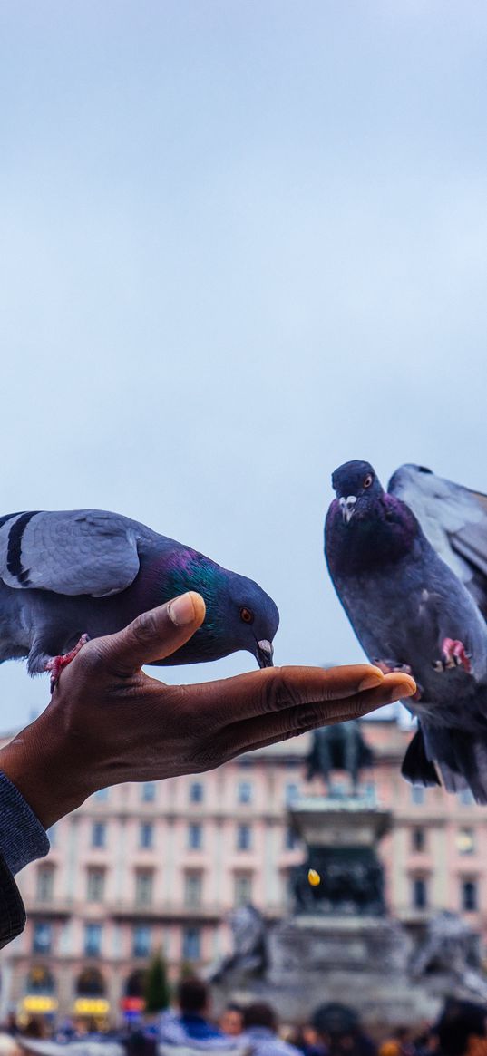 pigeons, feeding, hand