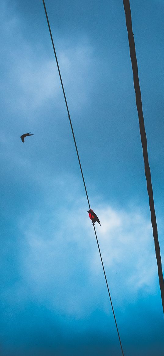 wires, clouds, birds, sky