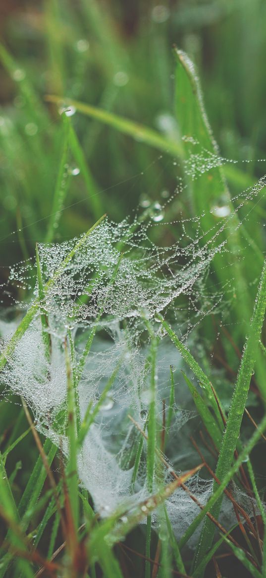 grass, spiderweb, dew