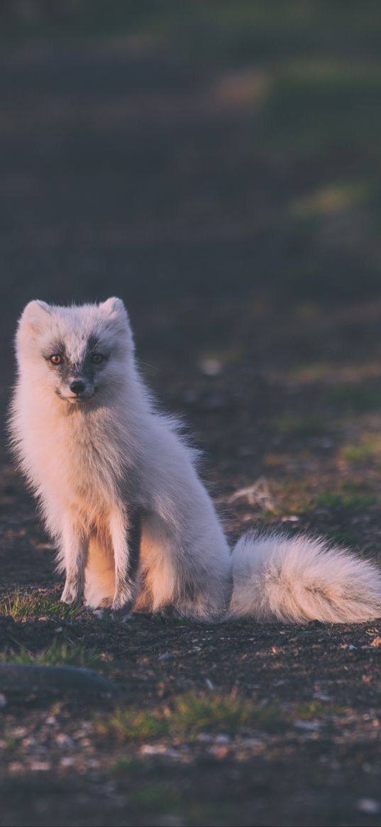 fox, arctic fox, sits