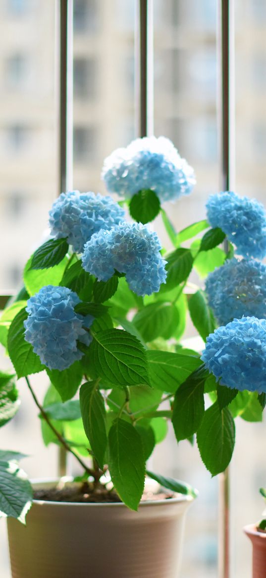 flowers, pot, houseplant