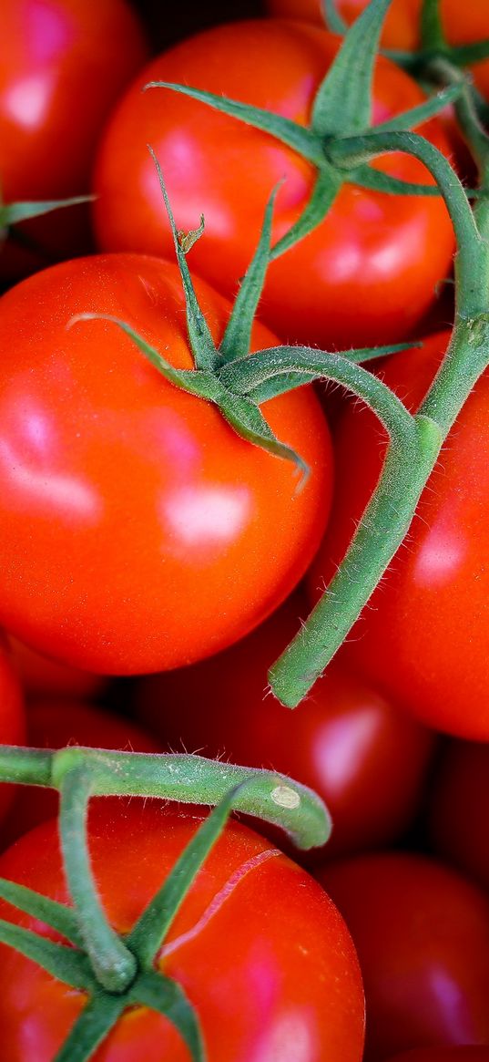 tomatoes, vegetables, branch