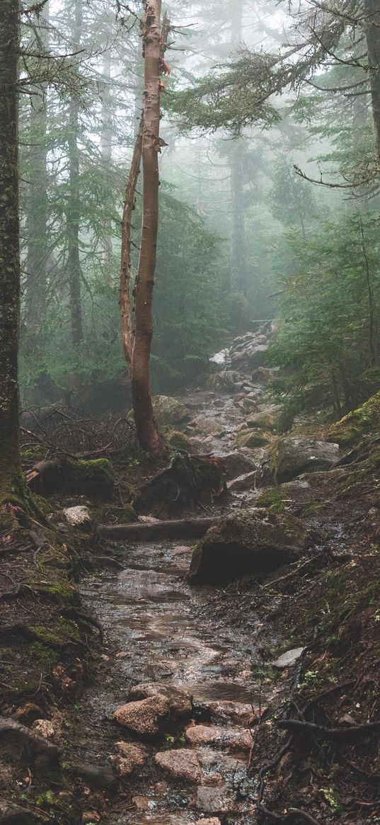 creek, trees, hill, branches