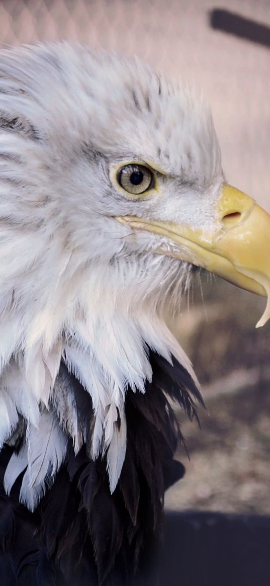 bald eagle, eagle, bird, predator, beak