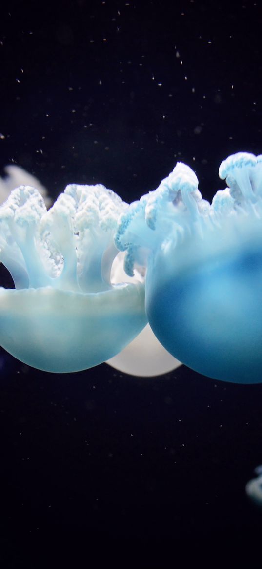 jellyfish, close-up, swim, underwater world