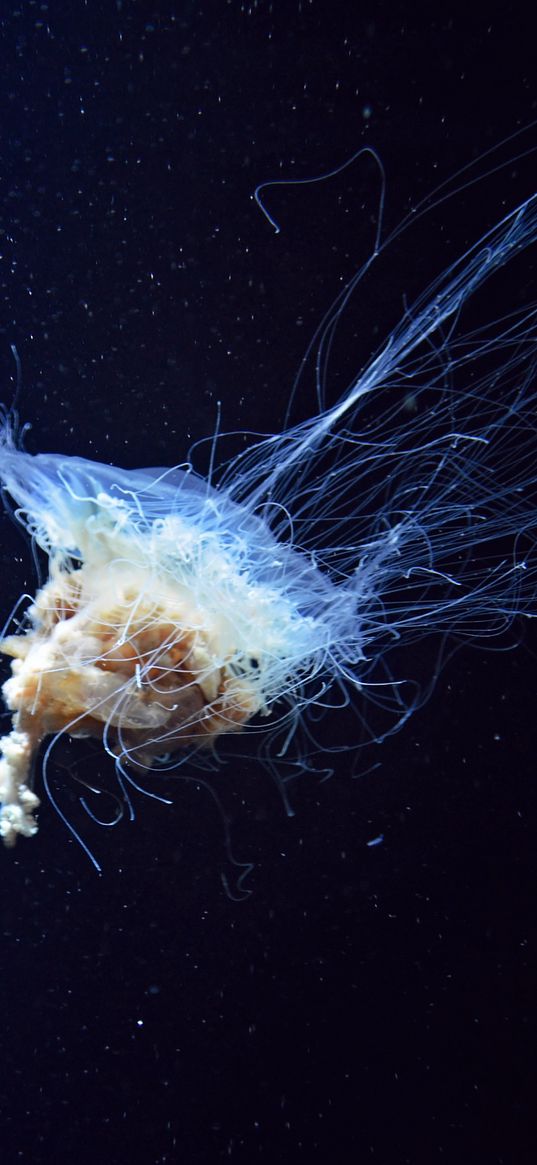 jellyfish, tentacles, underwater world