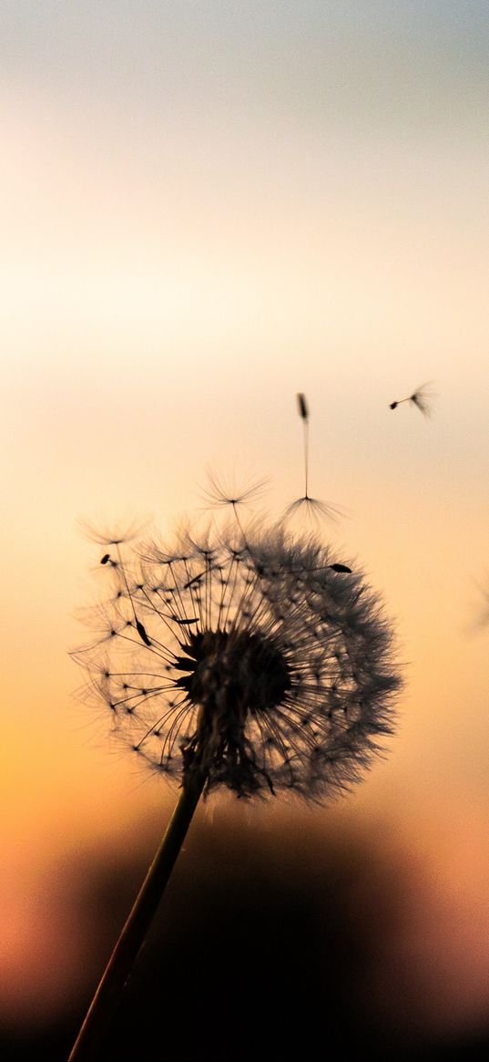 dandelion, down, blur