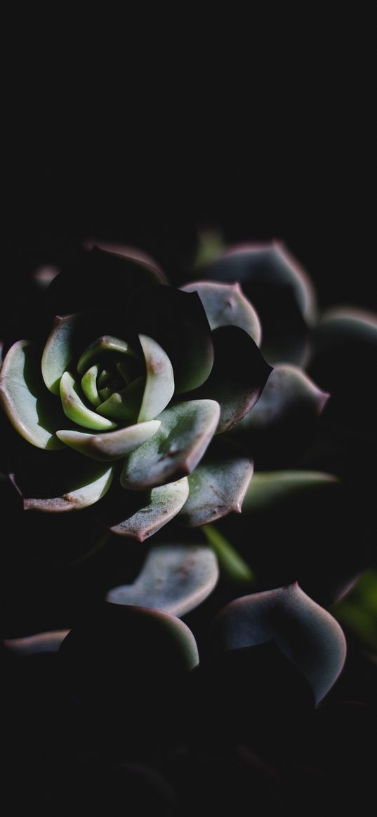 echeveria, succulent, shadow