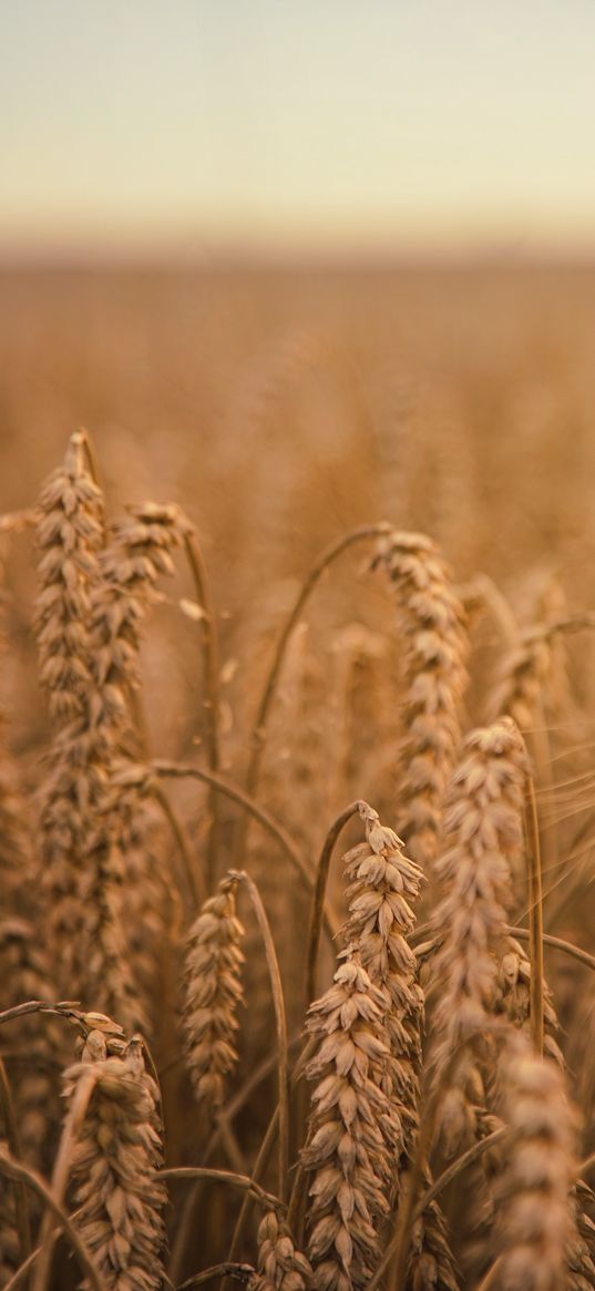 ears of corn, field, ripe