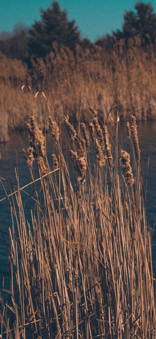 reeds, dry, swamp, grass