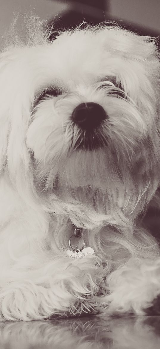 dog, terrier, white, fluffy