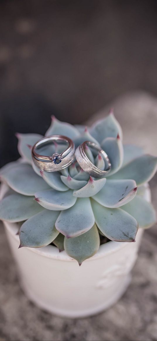 echeveria, succulent, rings, wedding