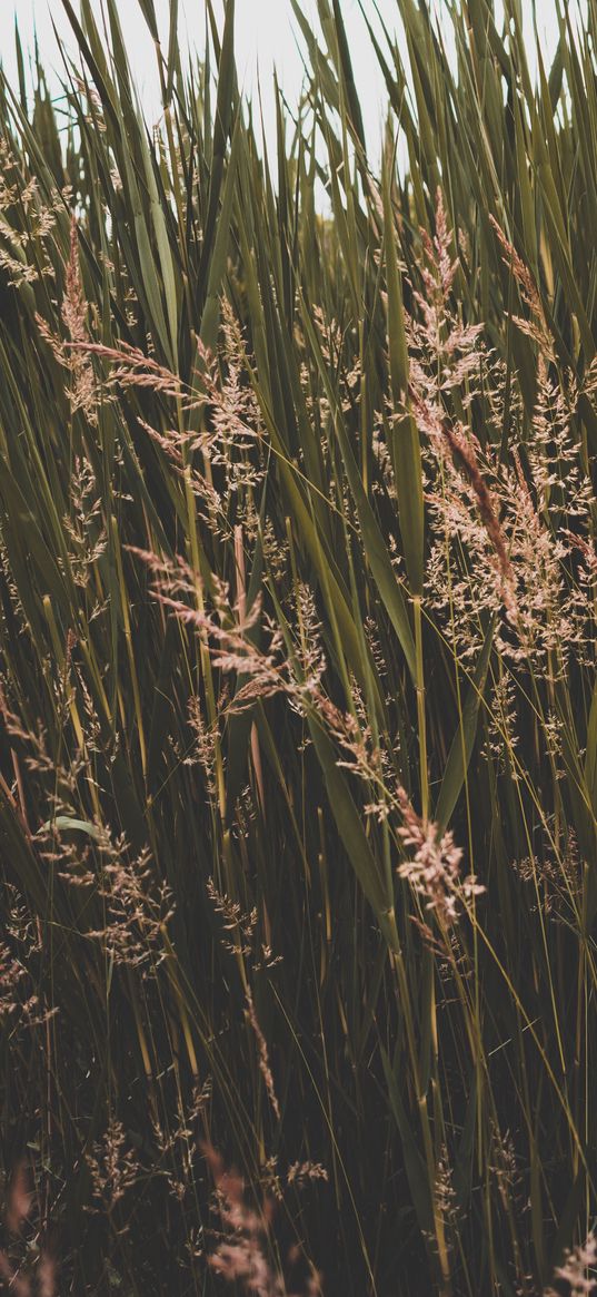 grass, thickets, greens