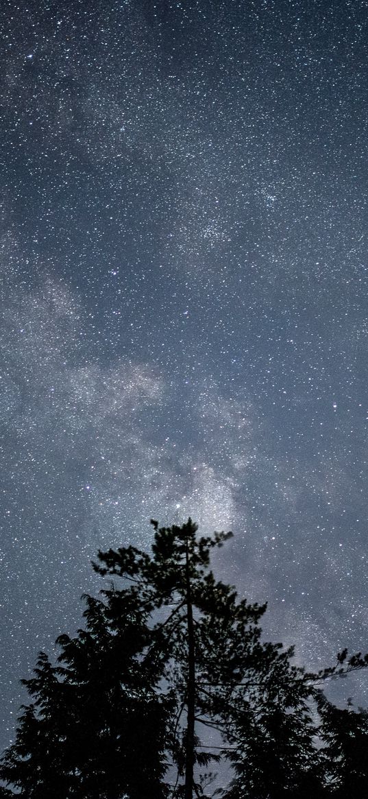 starry sky, stars, night, trees