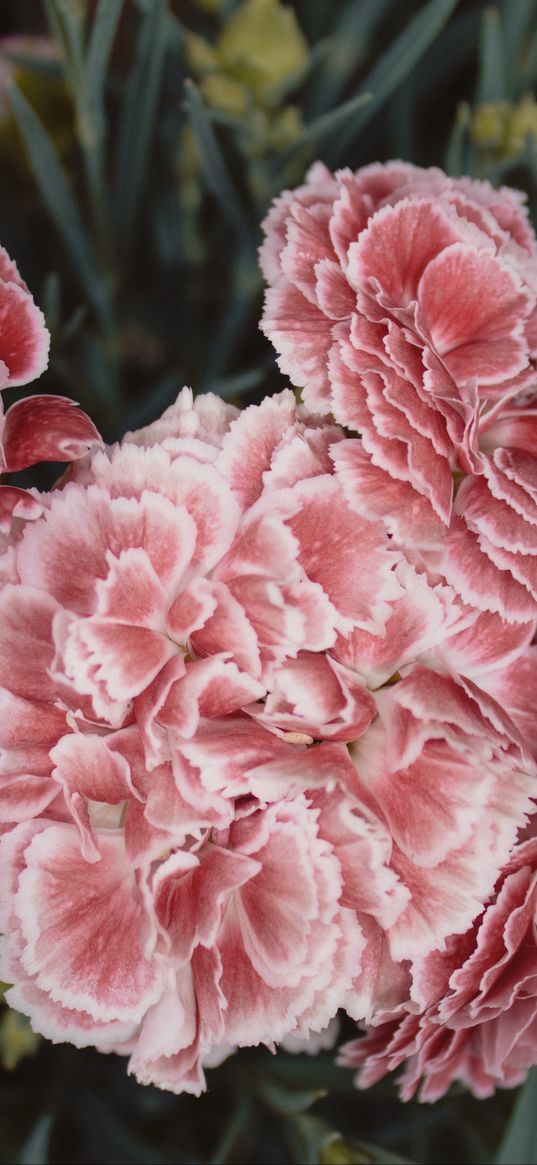 carnations, flowers, pink