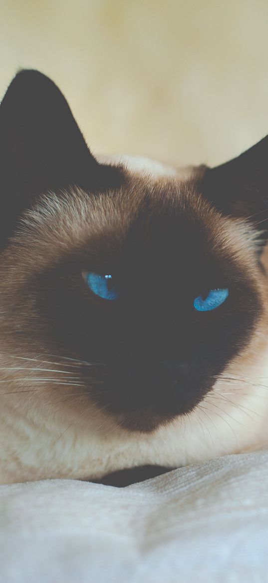 cat, siamese, blue-eyed