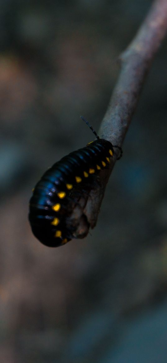 caterpillar, insect, color, blur