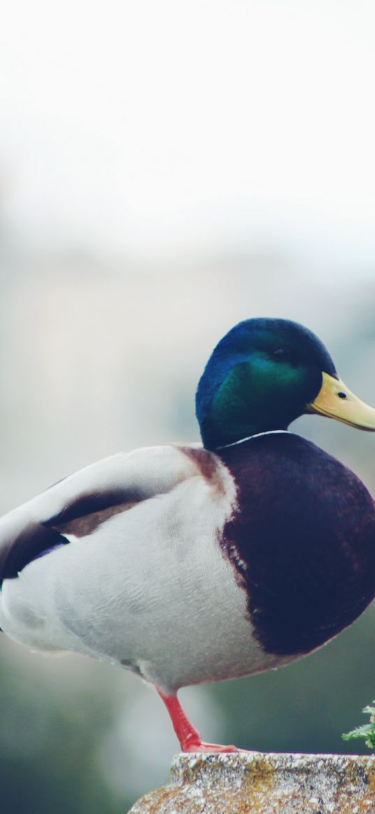 mallard, duck, bird
