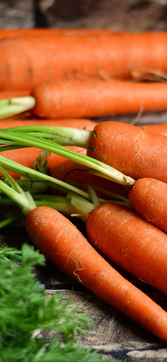 carrots, vegetables, harvest