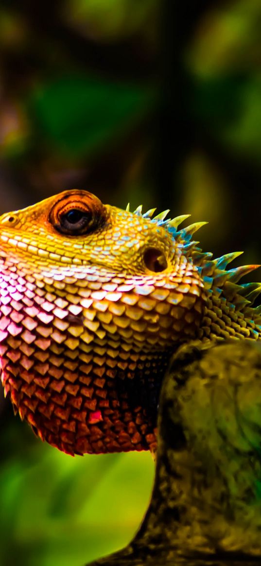 iguana, reptile, scales, color