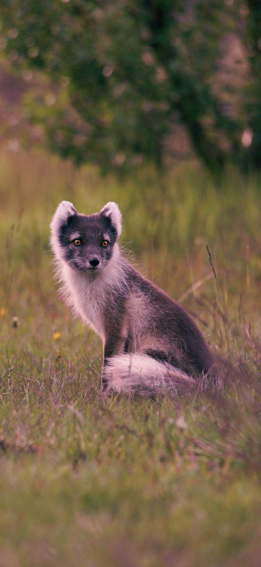 polar fox, arctic fox, sits, grass