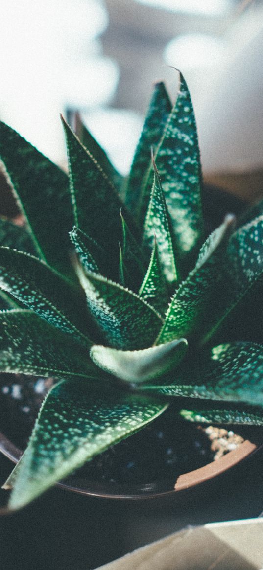 haworthia fasciata, echeveria, succulents