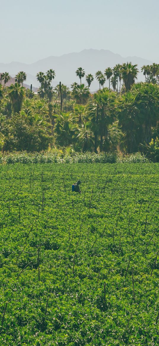 plantation, plants, palm trees