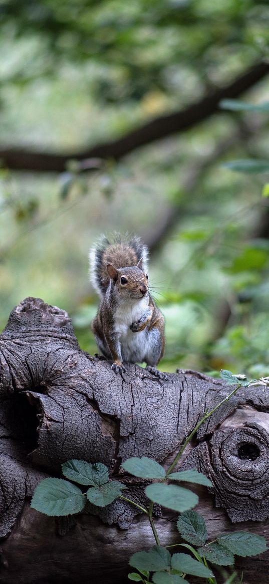 squirrel, tree, rodent, sits