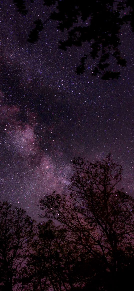 starry sky, stars, sky, night, trees