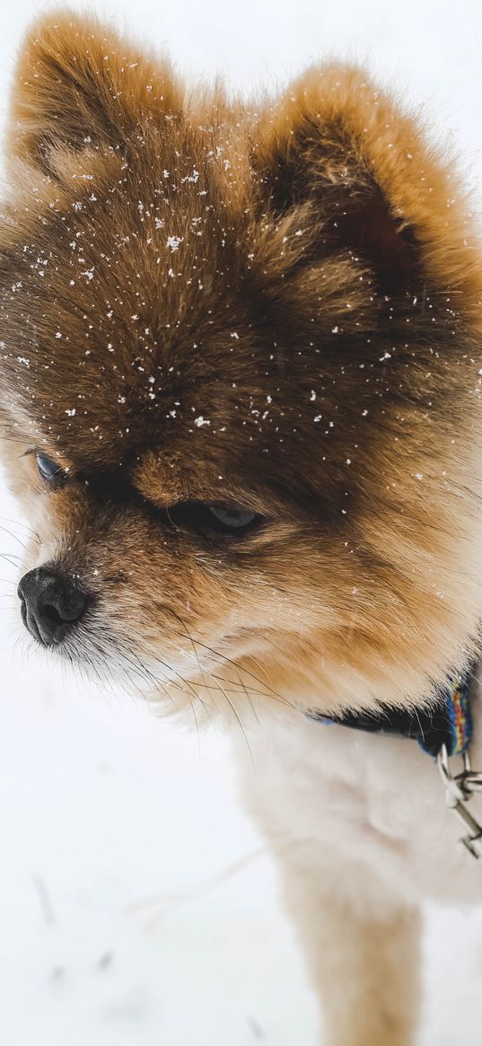 pomeranian, pom pom, spitz, puppy, dog, leash