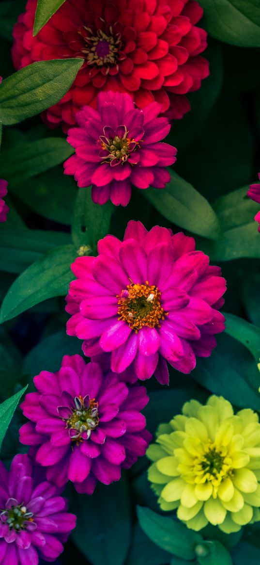 zinnias, flowerbed, flowers, bright