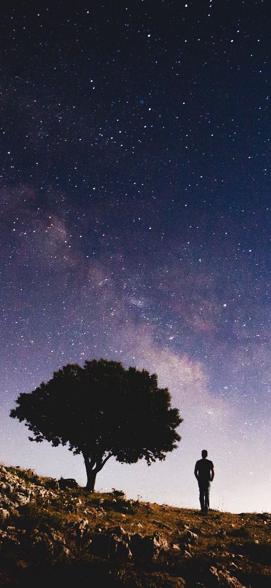 starry sky, silhouette, tree, night, stars