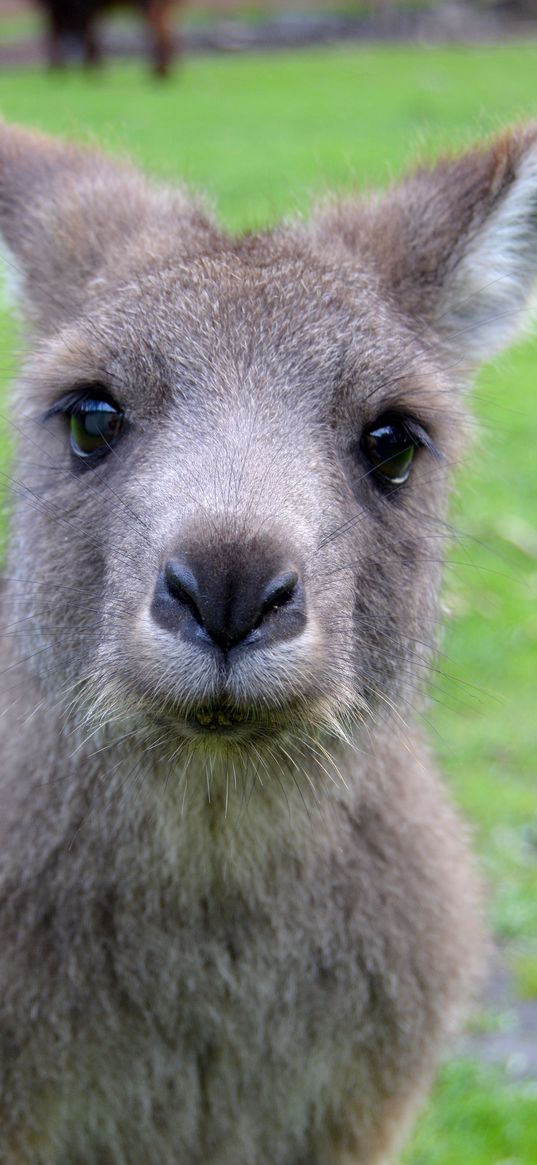 kangaroo, muzzle, cute