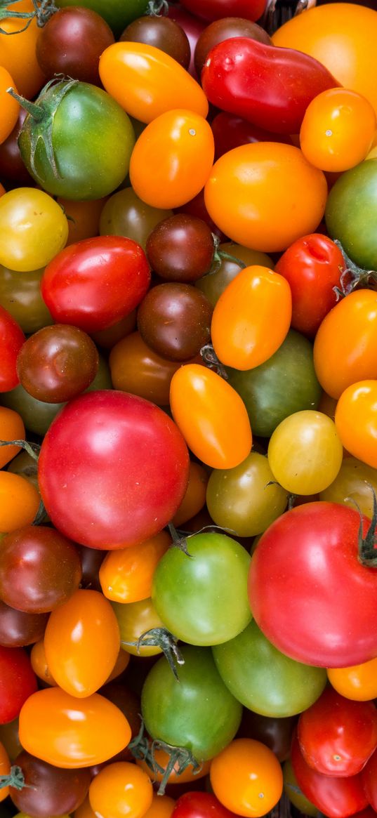 tomatoes, tomato, variety