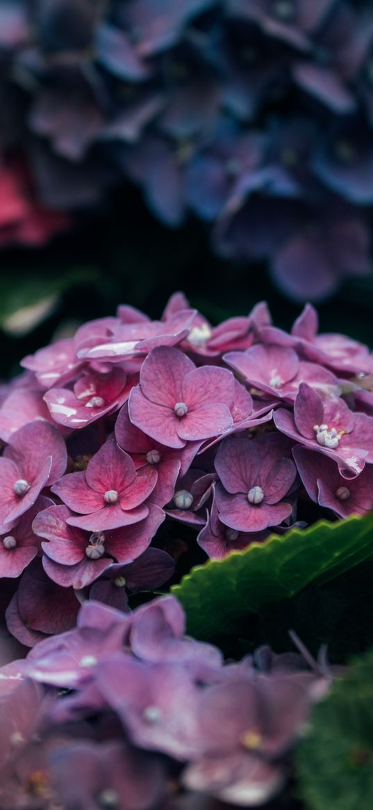 hydrangea, petals, close-up