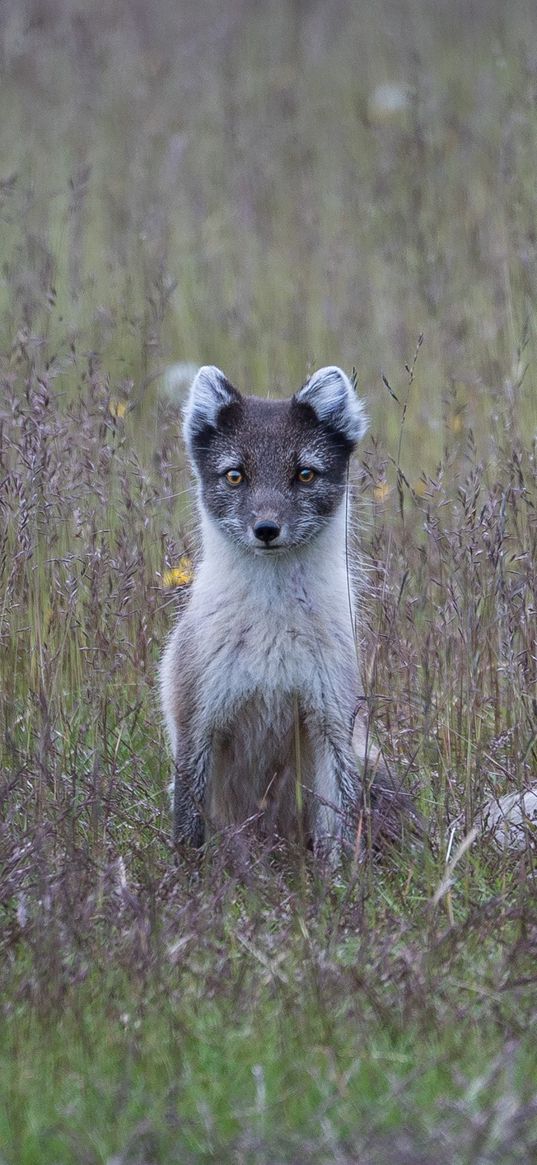 arctic fox, grass, sits