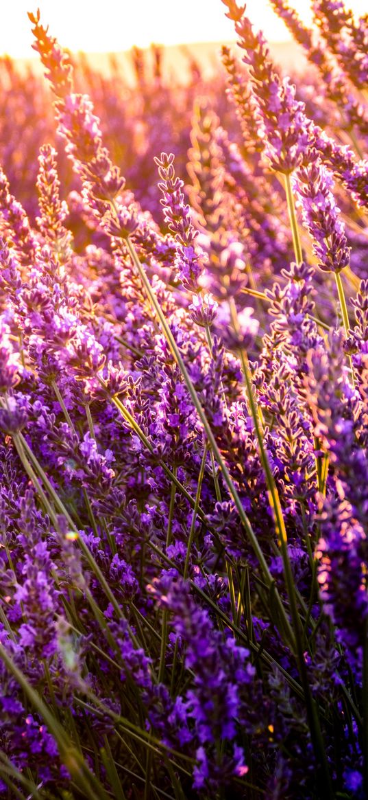 flowers, field, sunny