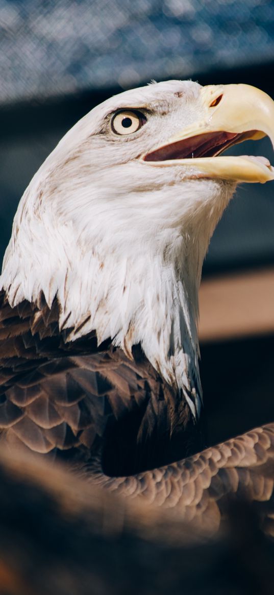 bald eagle, eagle, bird, beak, predator