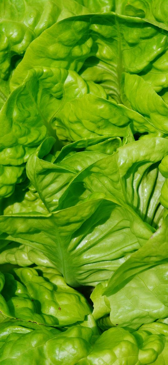 lettuce, leaves, vegetable, close-up