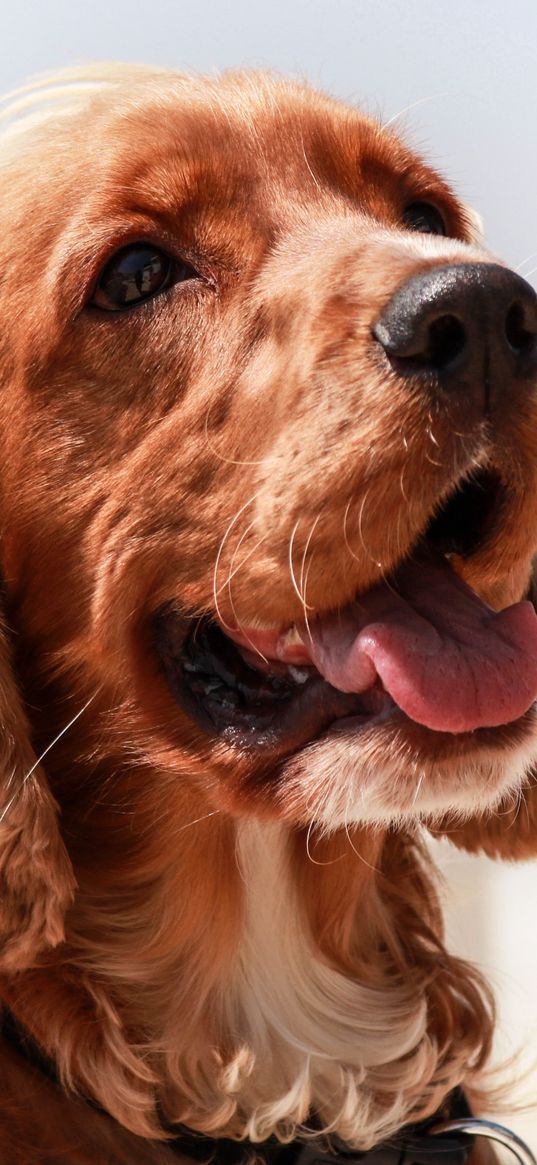 english cocker spaniel, dog, muzzle, protruding tongue